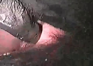Black hound is taking part in a wild sex