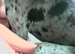 Crazy puppy is being banged a wildly