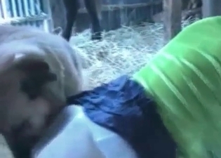 Lustful zoophile is presenting an animal with a blowjob