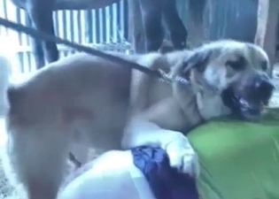 Lustful zoophile is presenting an animal with a blowjob
