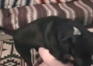Dirty oral fuck with a puppy
