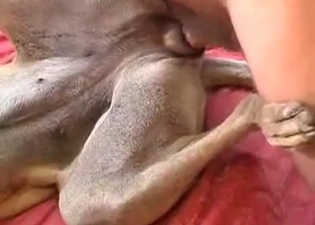 Ass fucking is what this puppy is looking for