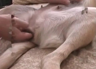 Gentle sex with a pregnant hound