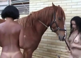 Lustful dark-haired model and a big horse