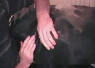 Ass penetration for a sweet puppy