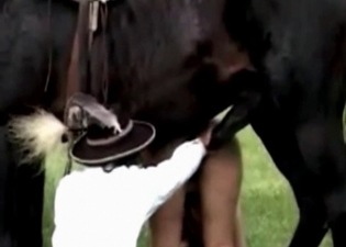 Wild stallion is satisfying a chick