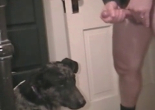Animal sex clip starring a pet