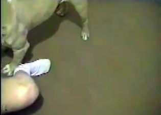Quick fuck session with a big dog