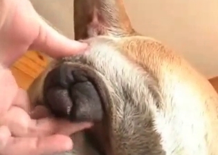 Dirty hound is enjoying ass fingering