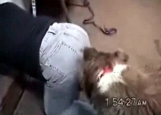 Naughty puppy is banging a whore