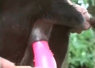 Take a look at wide ass of this black hound