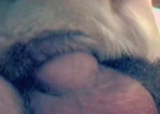 Bedroom can be a great place for zoo sex