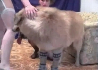Lustful babes are sharing a dog