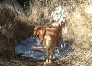 Fucking a small puppy outdoors