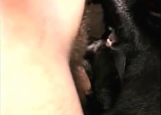 Deep fuck session for a dog