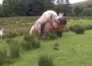 Wild horses have impressive sex action