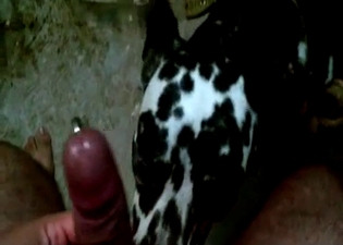 Dalmatian nicely sucks my pierced dick
