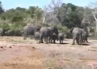 African elephants fucks in the desert