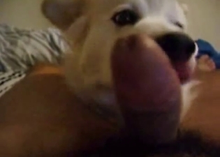 White dog sniffs and licks my hard cock