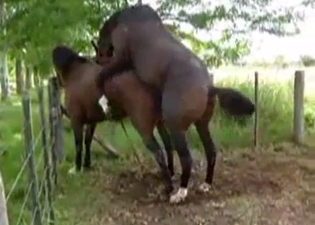 Two hot brown horses have awesome sex