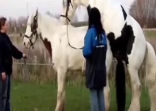 Two spotted stallions fuck in doggy style