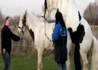 Two spotted stallions fuck in doggy style