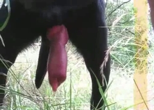 Huge red wiener of a black doggy