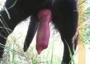 Huge red wiener of a black doggy
