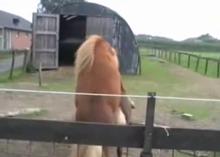 Two brown ponies fuck in hardcore mode
