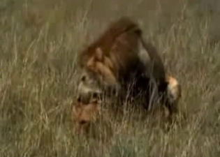 Two black monkeys fuck in the jungles