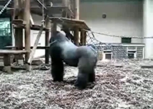 Brutal black gorillas fuck in the zoo