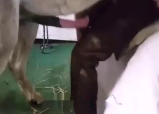 Farm girl hot nicely drilled by stallion