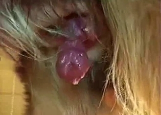 Nice to see how doggy dick is cumming