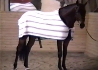 Brown horse with a very long black dick