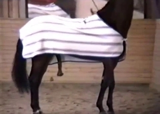 Brown horse with a very long black dick