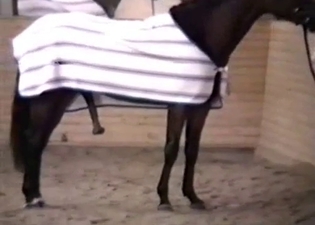 Brown horse with a very long black dick