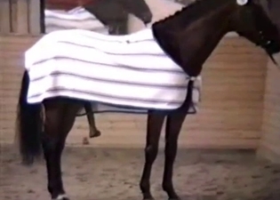 Brown horse with a very long black dick