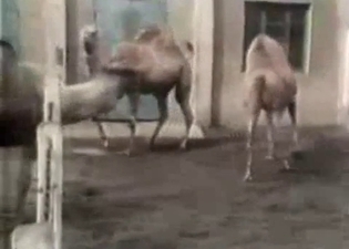 Camels are banging in the doggy style