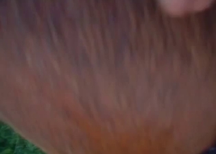 Male cock looks gorgeous in horse asshole