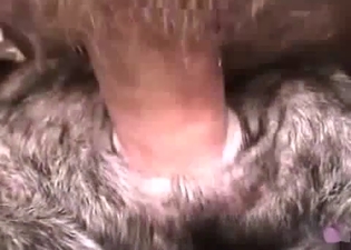 Close-up zoo sex action for you