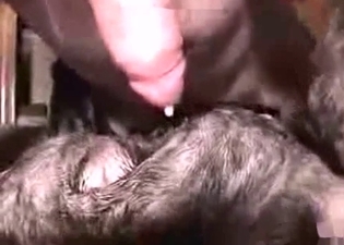 Close-up zoo sex action for you