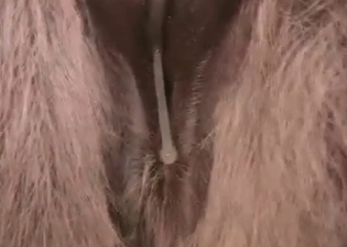 Small horse is always ready for a wild fuck
