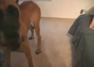Sensational fuck with a puppy