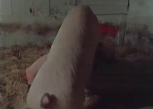 Hot zoophile is playing with a pig