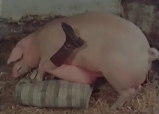 Hot zoophile is playing with a pig