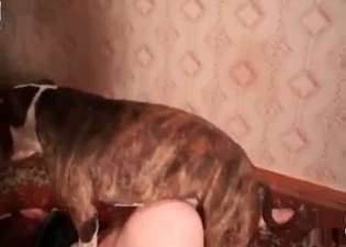 Passionate hound and a wild MILF
