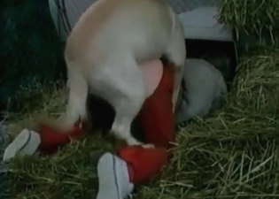 Kinky puppy is taking part in a wild fuck