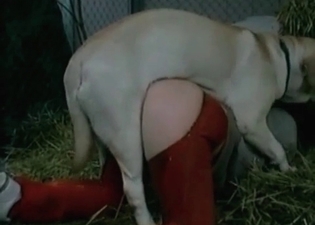 Kinky puppy is taking part in a wild fuck
