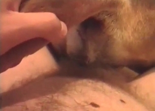 Small dog is getting its holes drilled