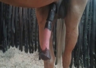Big cock of a stallion